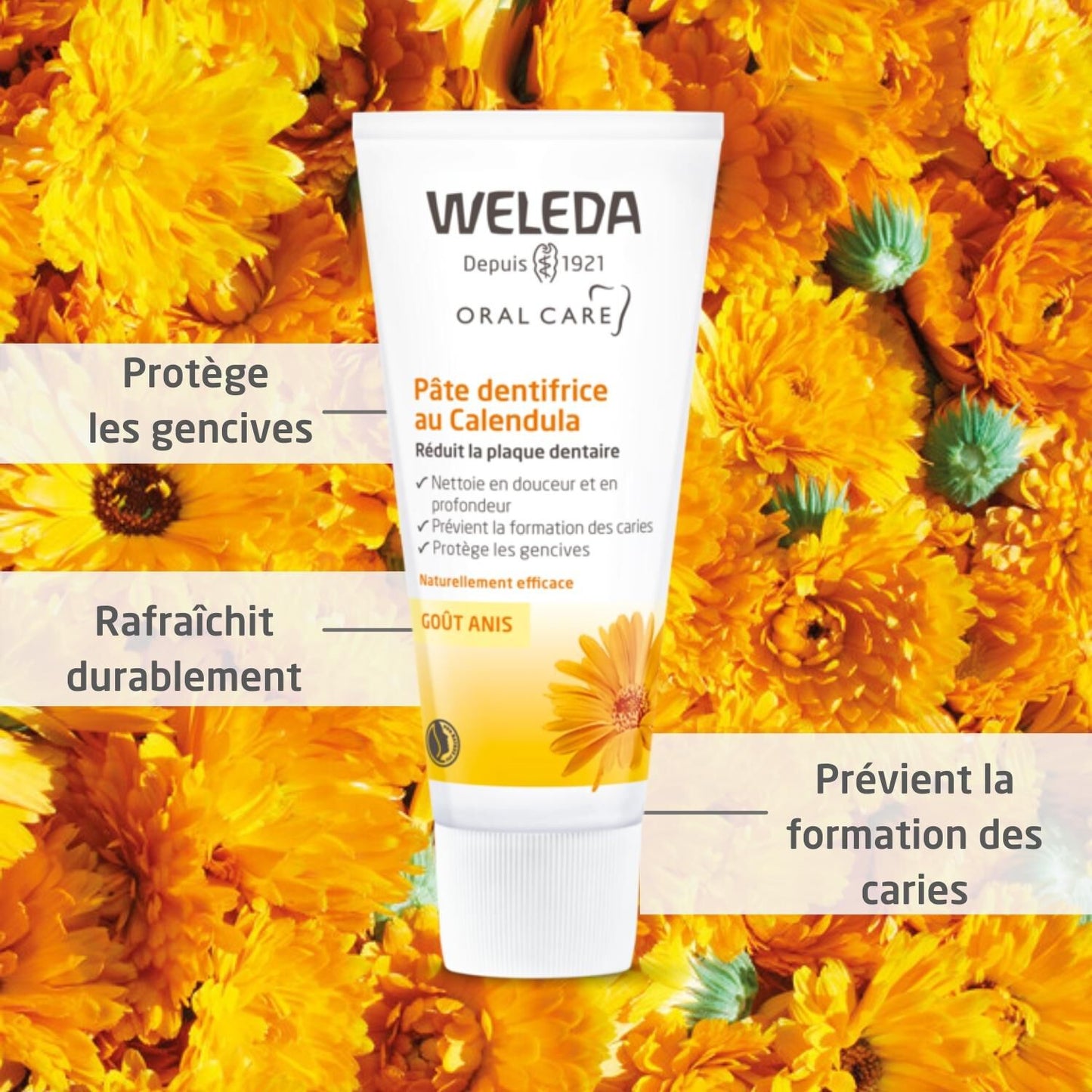 Weleda Dentifrice au Calendula, dentifrice sans fluor à base d'extrait de calendula biologique qui apaise et maintient la cavité buccale saine, arôme doux de fenouil (1x75 ml)